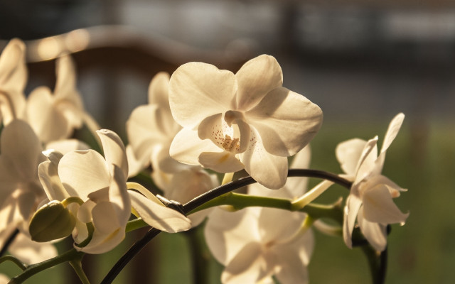 Flower butterfly lily background bokeh free wallpaper for desktop - medium preview image