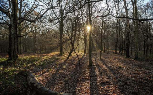 Sunbeam forest log fence city free wallpaper for desktop - medium preview image