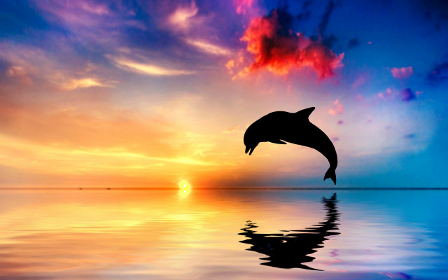 Dolphin sunset reflection mystical sky free wallpaper for desktop - medium preview image