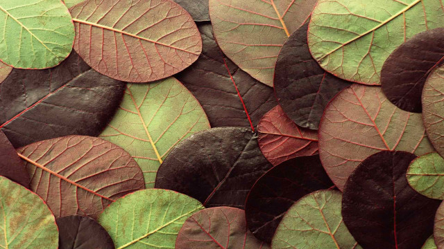 Leaves closeup red green centers free wallpaper for desktop - medium preview image