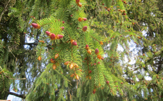 Christmas berry tree nature garden free wallpaper for desktop - medium preview image