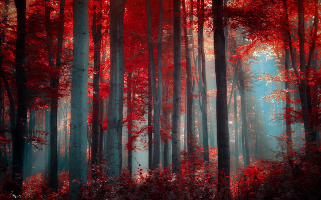 Forest blood red leaves autumn free wallpaper for desktop - medium preview image