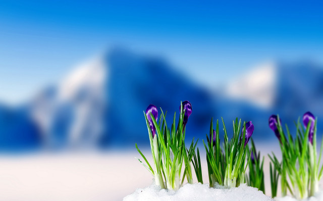 Purple flowers snow mountain ecological free wallpaper for desktop - medium preview image