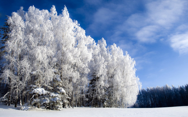 Snowy forest blue sky cherry free wallpaper for desktop - medium preview image