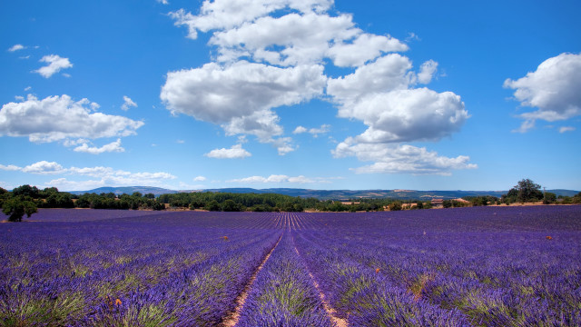 Lavender field blue sky dirt free wallpaper for desktop - medium preview image