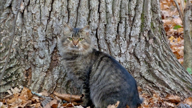 Cat leaves tree woods forest free wallpaper for desktop - medium preview image