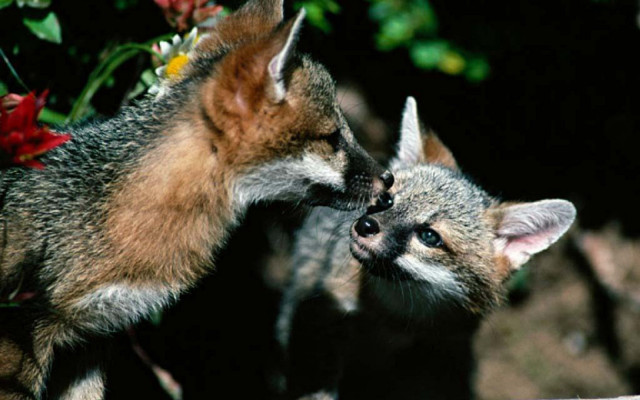 Foxes cubs flower field furry free wallpaper for desktop - medium preview image