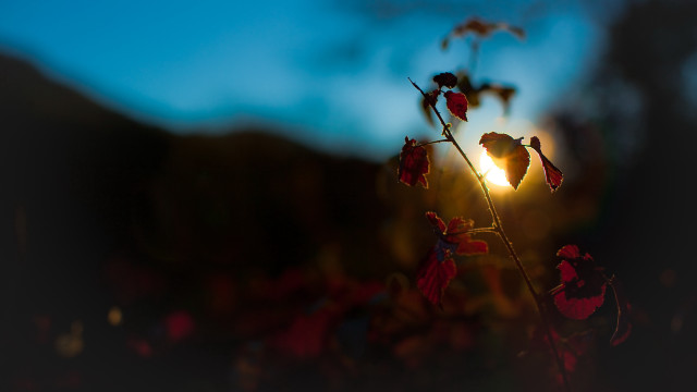 Flower sun blurry macro hair free wallpaper for desktop - medium preview image