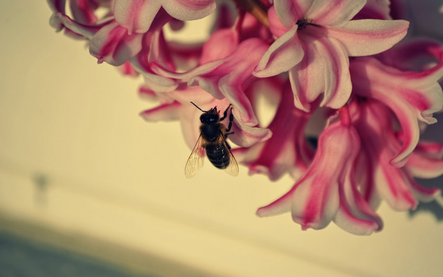Bee flowers vase watercolor macro free wallpaper for desktop - medium preview image