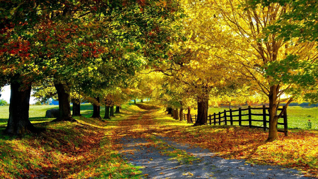 Dirt road trees fall fence free wallpaper for desktop - medium preview image