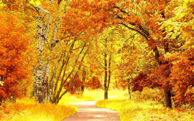 Forest fall leaves path impressionist free wallpaper for desktop - medium preview image