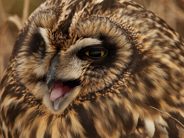 Owl open mouth tongue out free wallpaper for desktop - medium preview image