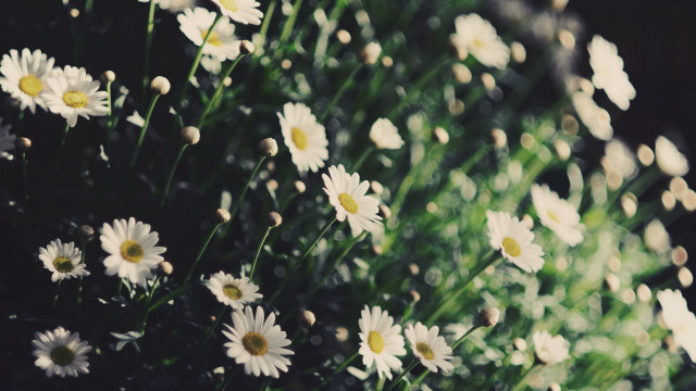 Daisies flower field sunshine naturalism free wallpaper for desktop - medium preview image