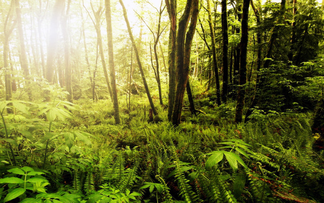 Lush green forest trees fern free wallpaper for desktop - medium preview image
