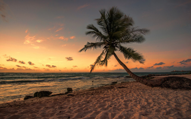Palm tree beach sunset clouds free wallpaper for desktop - medium preview image
