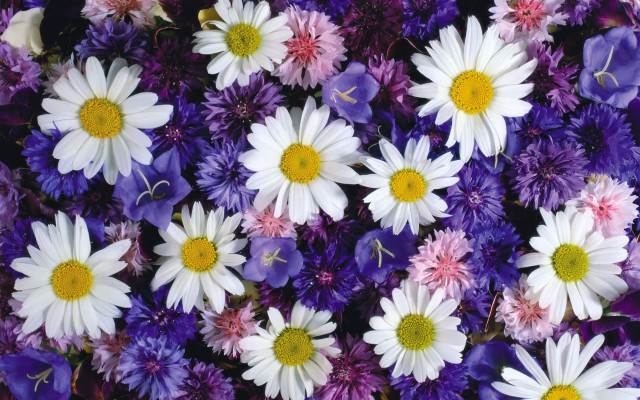 Purple white flower field bouquet free wallpaper for desktop - medium preview image