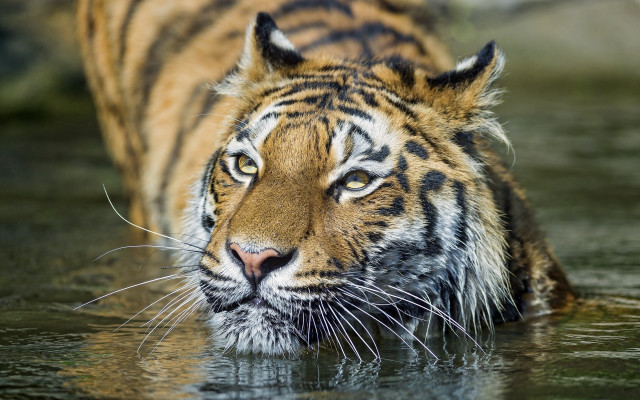Sumatran tiger water serious eye free wallpaper for desktop - medium preview image