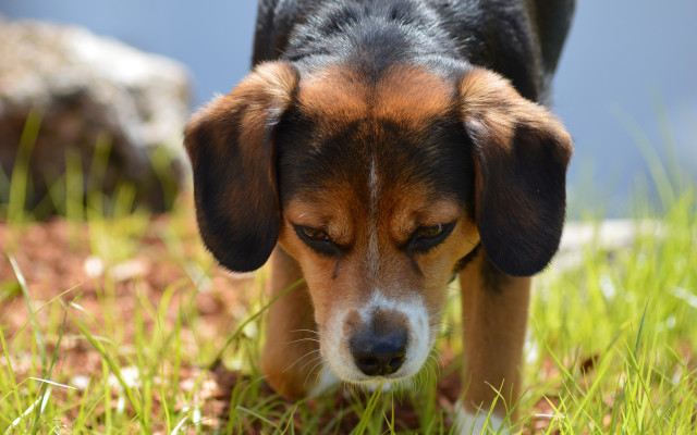 Sad dog in grass blurry free wallpaper for desktop - medium preview image
