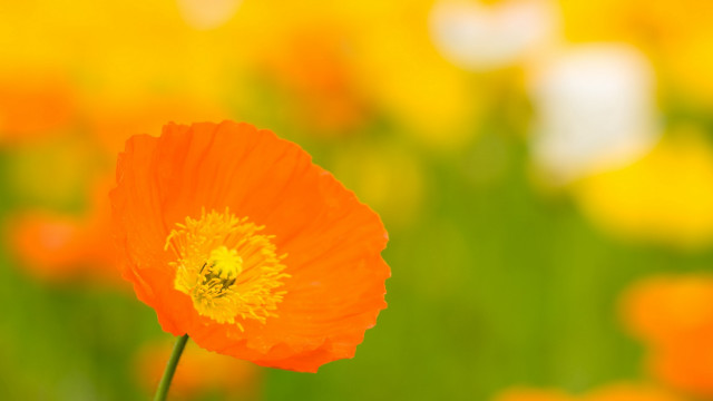 Orange flower field bokeh blurry free wallpaper for desktop - medium preview image