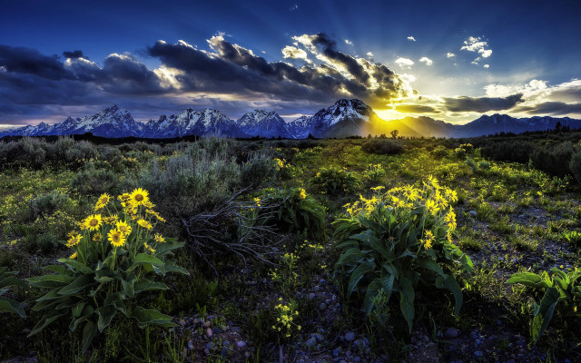 Flower field mountains sunset sunrays free wallpaper for desktop - medium preview image