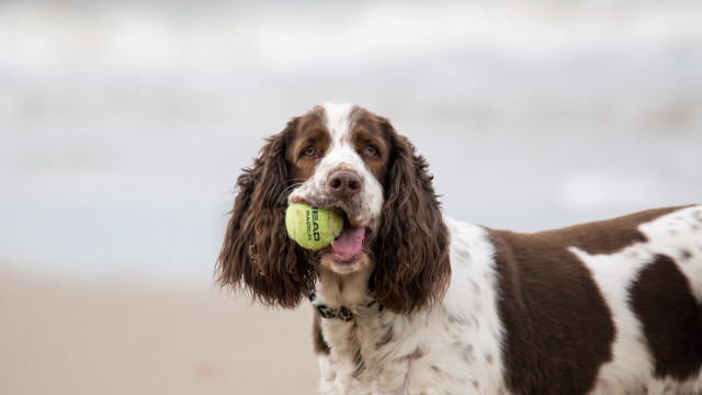 Dog tennisball beach water sand free wallpaper for desktop - medium preview image