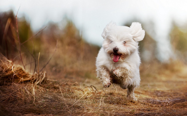 Small white dog running field #3 free wallpaper for desktop - medium preview image
