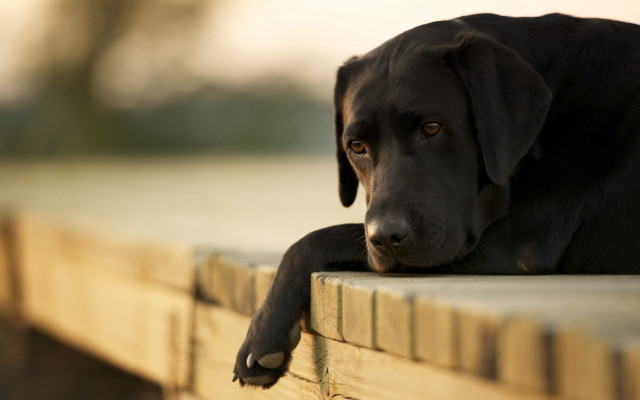 Black dog sitting on bench free wallpaper for desktop - medium preview image
