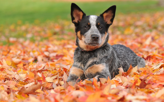 Dog leaves autumn sad eyes free wallpaper for desktop - medium preview image