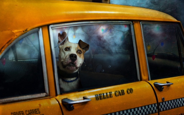 Dog taxi window sad portrait free wallpaper for desktop - medium preview image