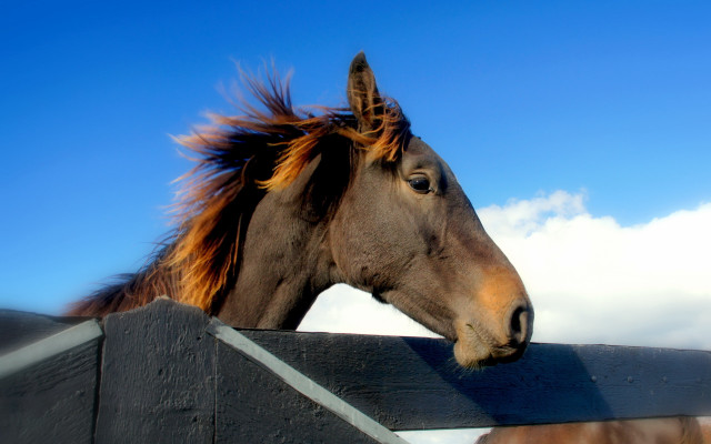 Horse head over fence wind free wallpaper for desktop - medium preview image