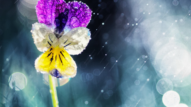 Purple white flower rain drops free wallpaper for desktop - medium preview image