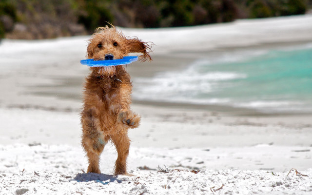 Dog frisbee beach snow sand free wallpaper for desktop - medium preview image