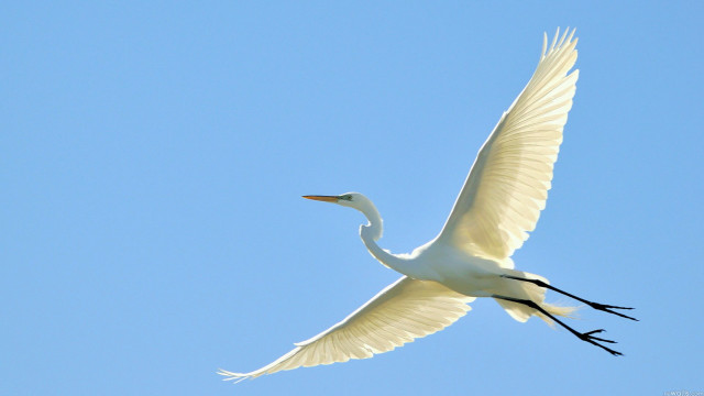White bird blue sky ecological free wallpaper for desktop - medium preview image