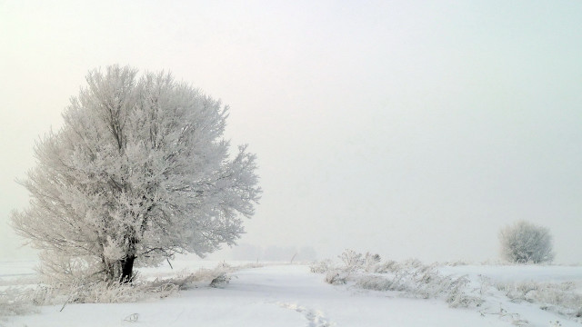 Lone tree snowy field tracks free wallpaper for desktop - medium preview image