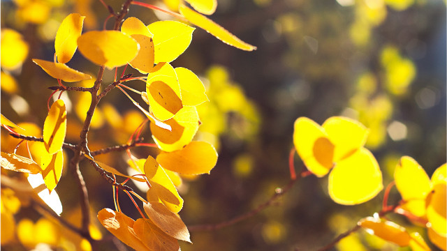 Yellow leaves tree bokeh autumn free wallpaper for desktop - medium preview image