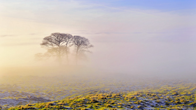 Foggy field two trees bushes free wallpaper for desktop - medium preview image