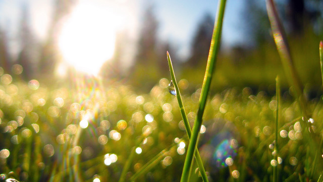 Grass sun water droplets bokeh free wallpaper for desktop - medium preview image