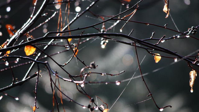 Water drops tree blurry background free wallpaper for desktop - medium preview image