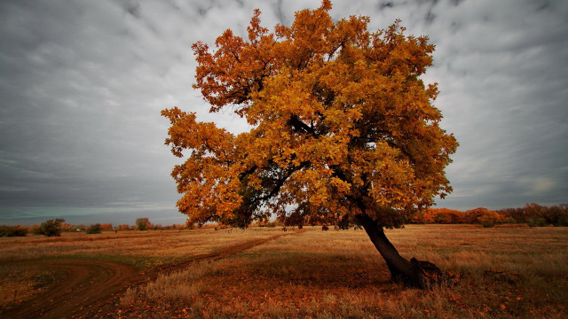 Autumn tree yellow leaves dusk free wallpaper for desktop - medium preview image