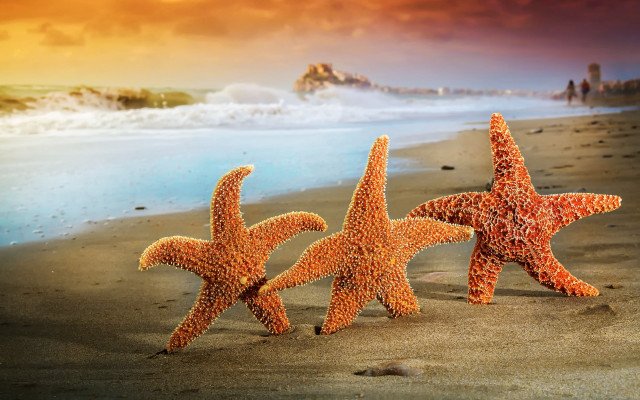 Three starfish beach sunset wave free wallpaper for desktop - medium preview image