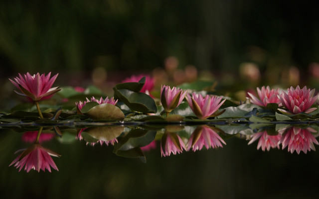 Pink flowers lake leaves impressionist free wallpaper for desktop - medium preview image