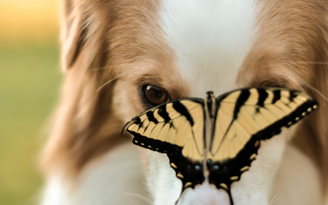 Dog butterfly nose focus portrait free wallpaper for desktop - medium preview image