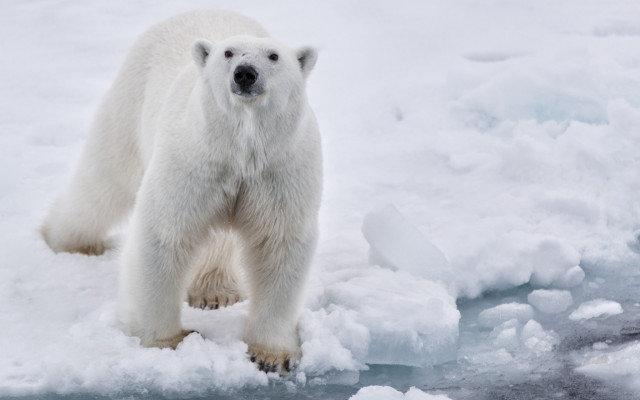 Polar bear ice snow ecological free wallpaper for desktop - medium preview image