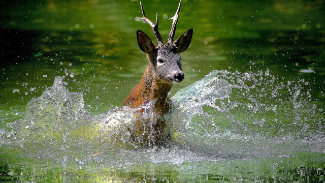 Deer splash water pond aurora free wallpaper for desktop - medium preview image