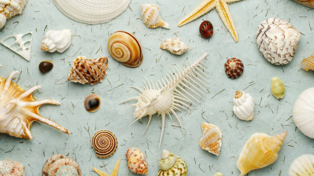 Sea shells comb starfish ocean free wallpaper for desktop - medium preview image