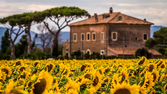 Sunflower field house tree sky free wallpaper for desktop - medium preview image