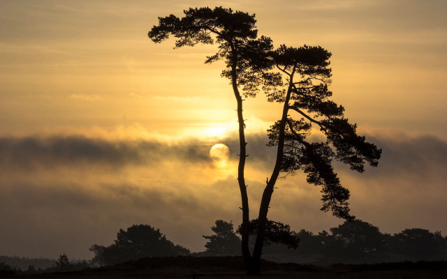 Tree sun fog foreground urban free wallpaper for desktop - medium preview image