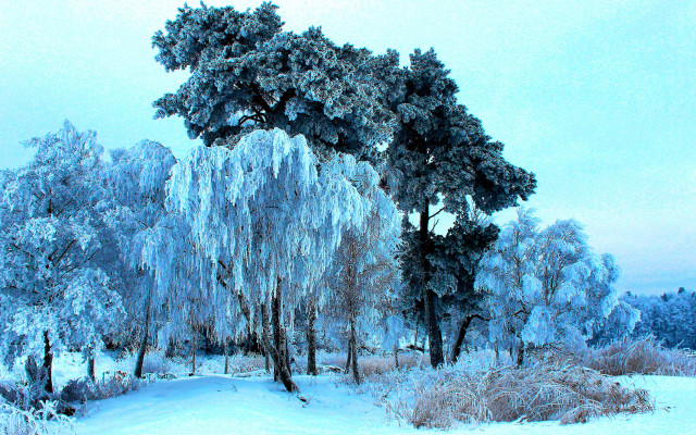 Snowy landscape ice covered trees free wallpaper for desktop - medium preview image