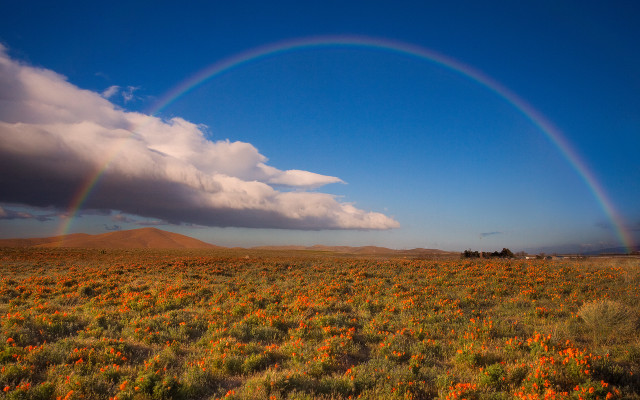 Rainbow flower field sky clouds free wallpaper for desktop - medium preview image