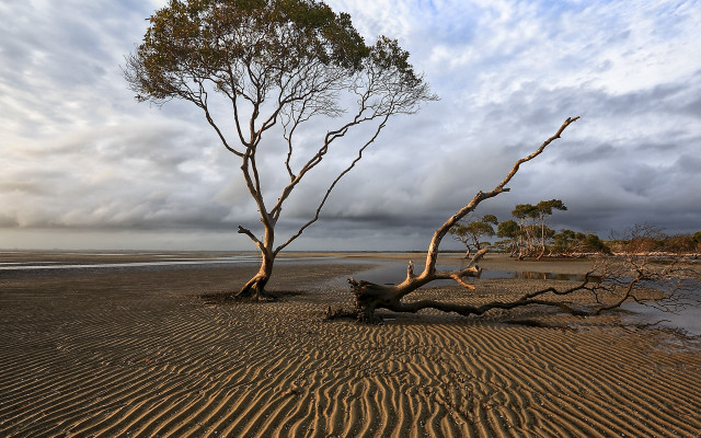Fallen tree sand lake sunset free wallpaper for desktop - medium preview image